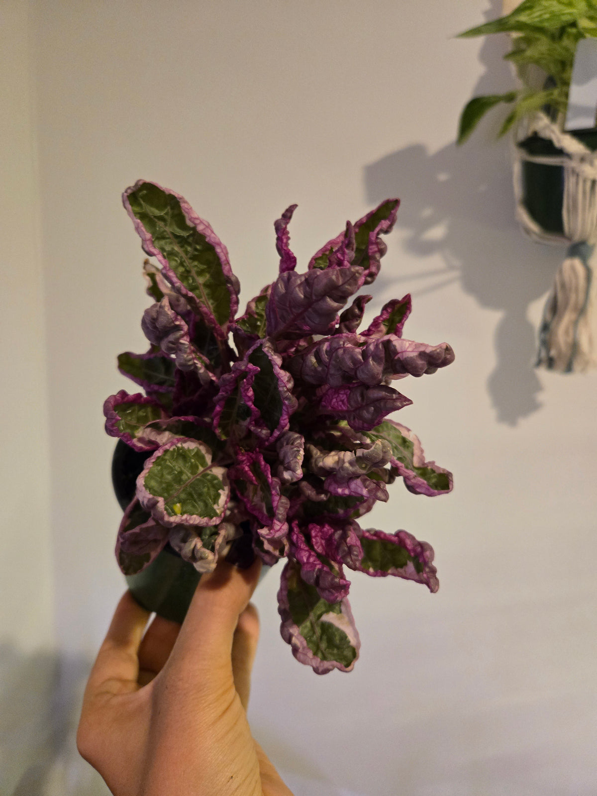 Snow White Waffle plant
