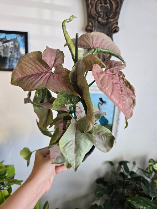 Neon Syngonium