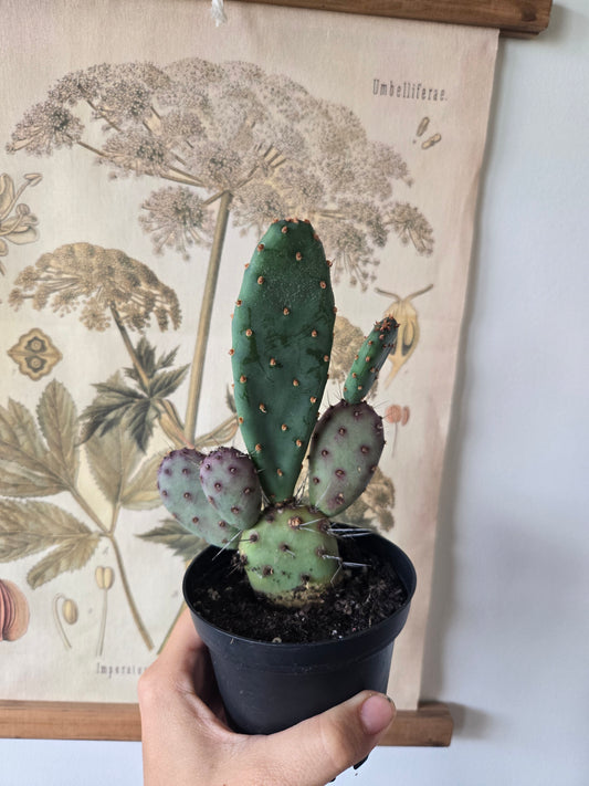 Cactus Opuntia Dwarf Rita