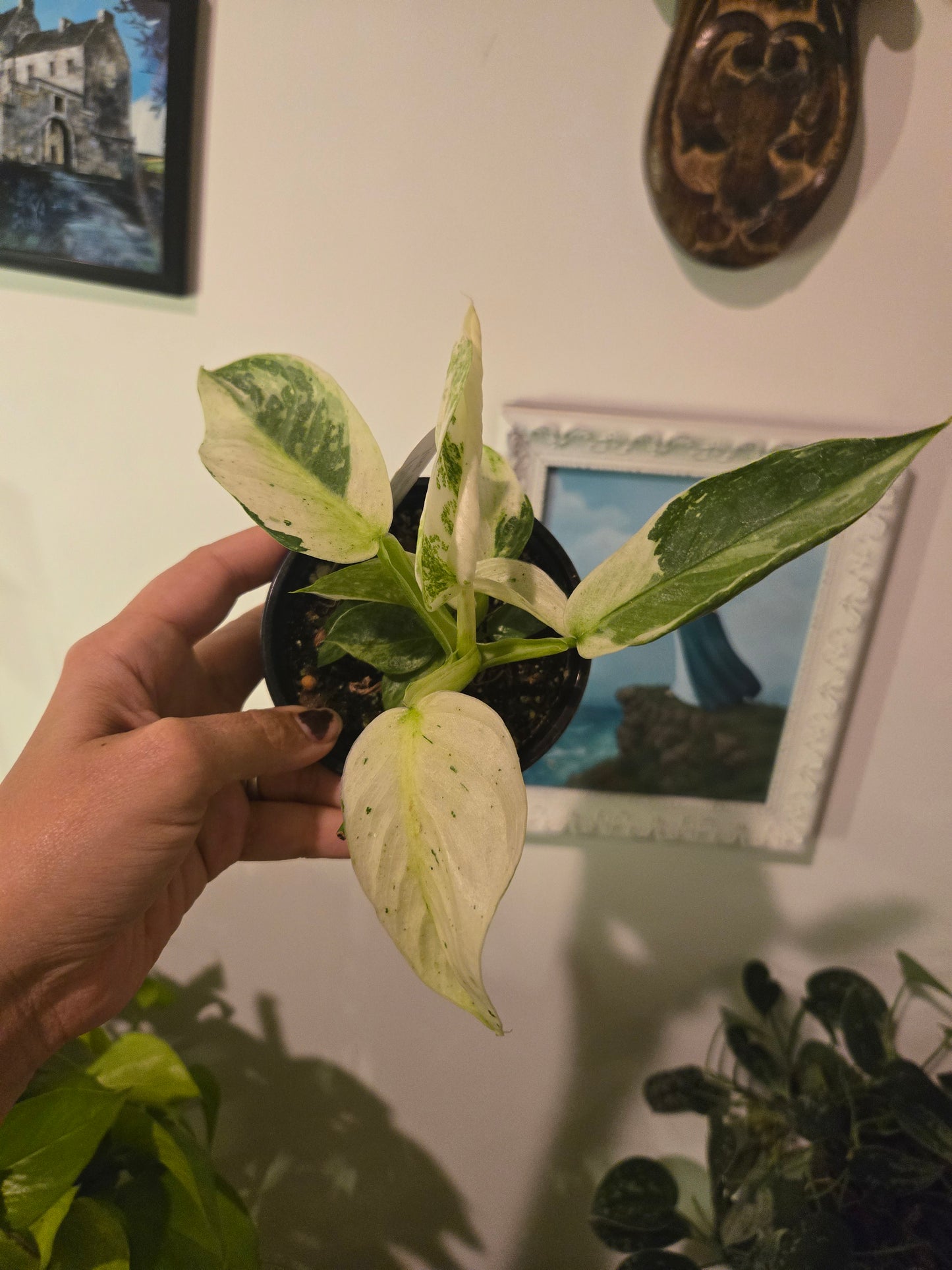 Philodendron Jose Bueno