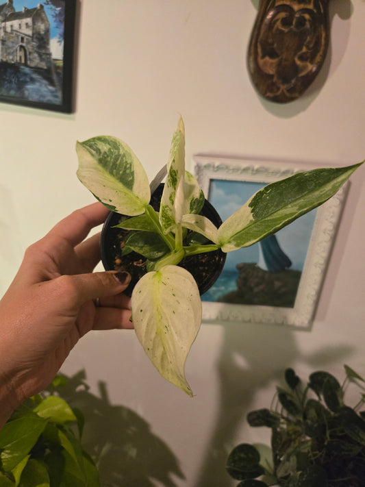 Philodendron Jose Bueno