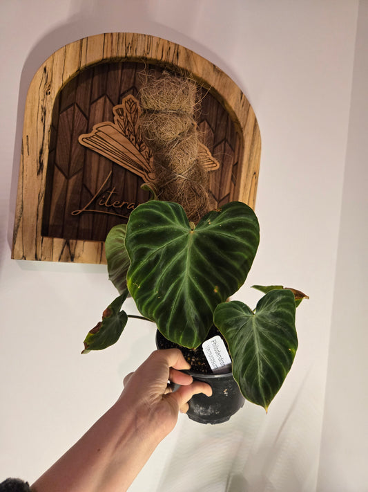 Philodendron Verrucosum