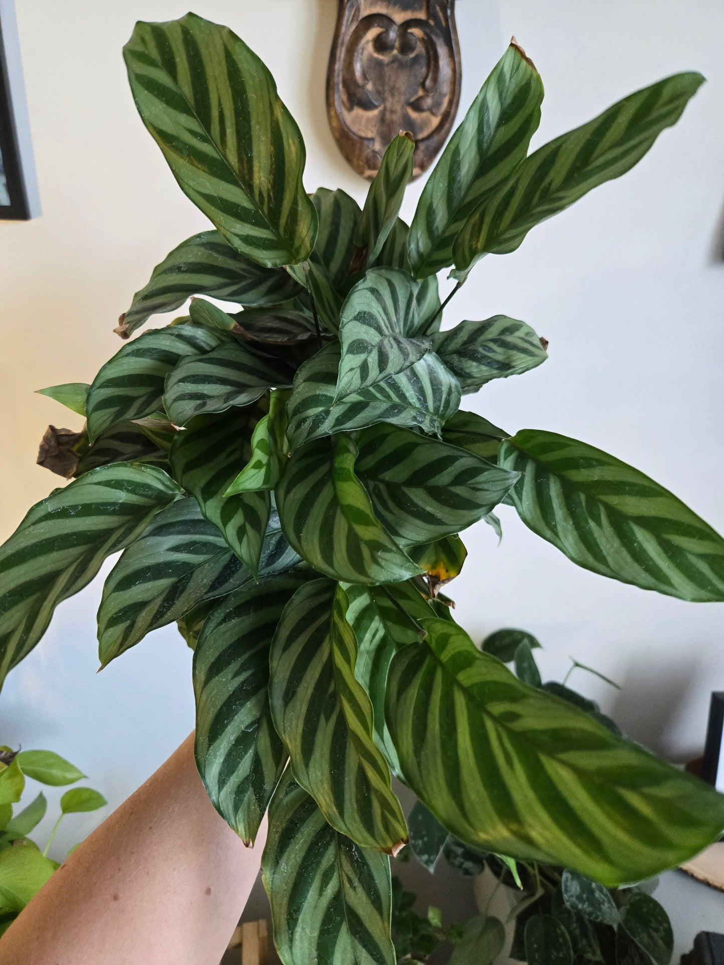 Calathea Freddie