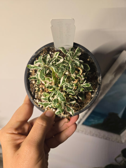 Alternanthera Snow Queen