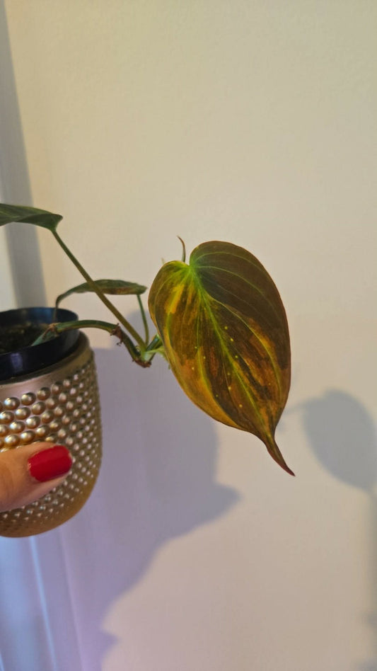 Philodendron Mican Red Ferrari