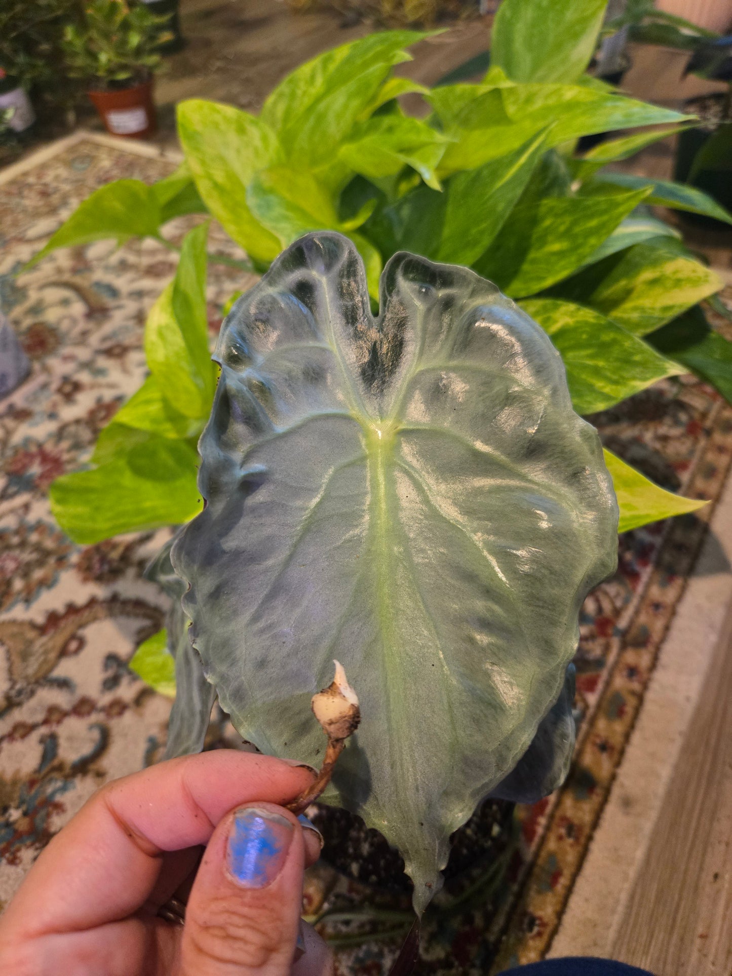 Alocasia Venom Corm