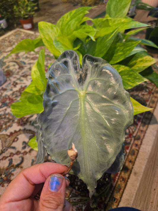 Alocasia Venom Corm