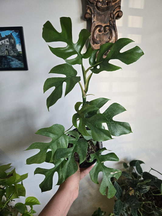 Mini Monstera