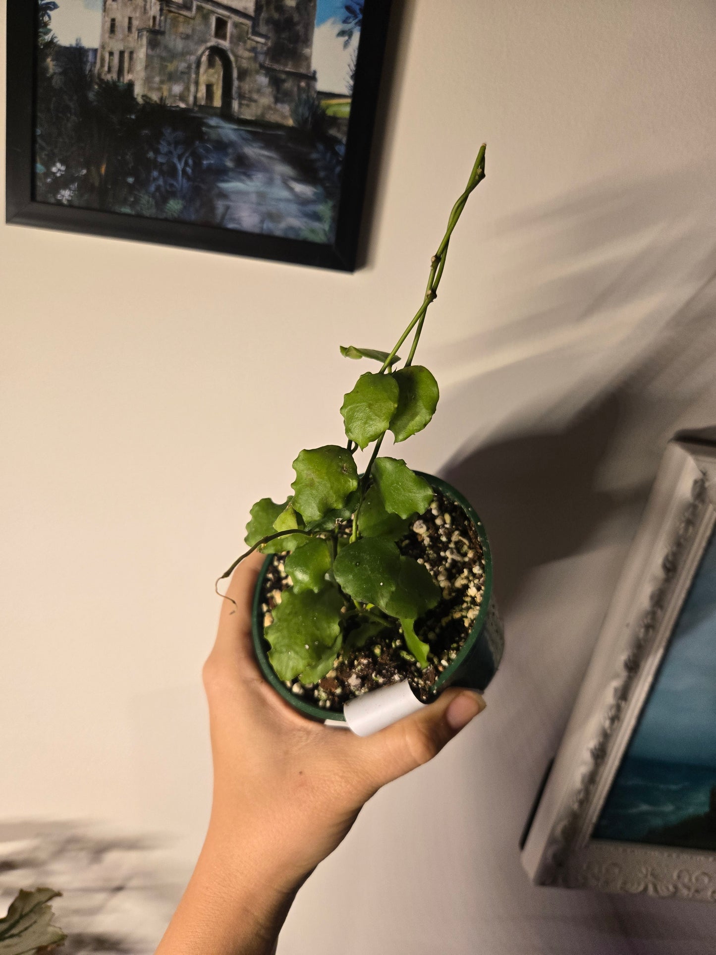 Hoya endauensis