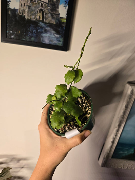 Hoya endauensis