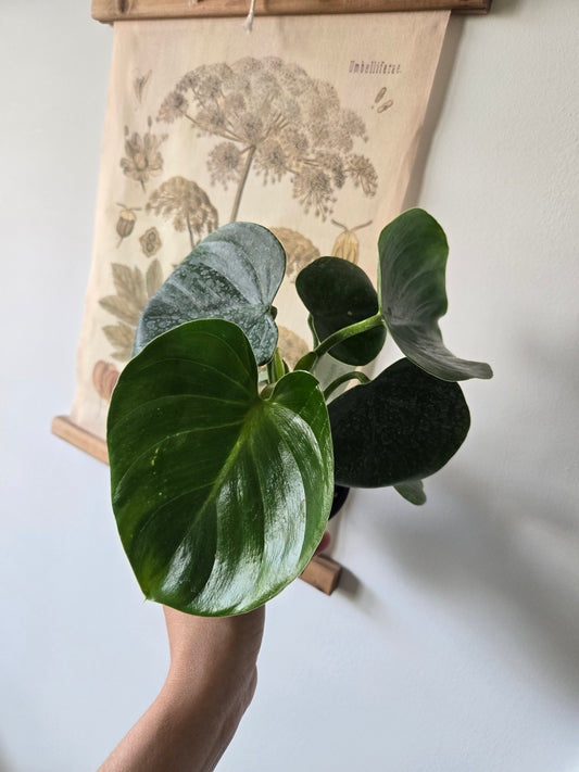 Peperomia Sparkling Heart
