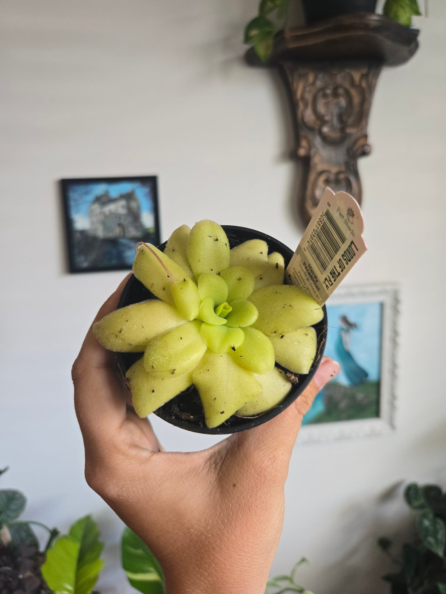 Pinguicula Agnatha Potosiensis