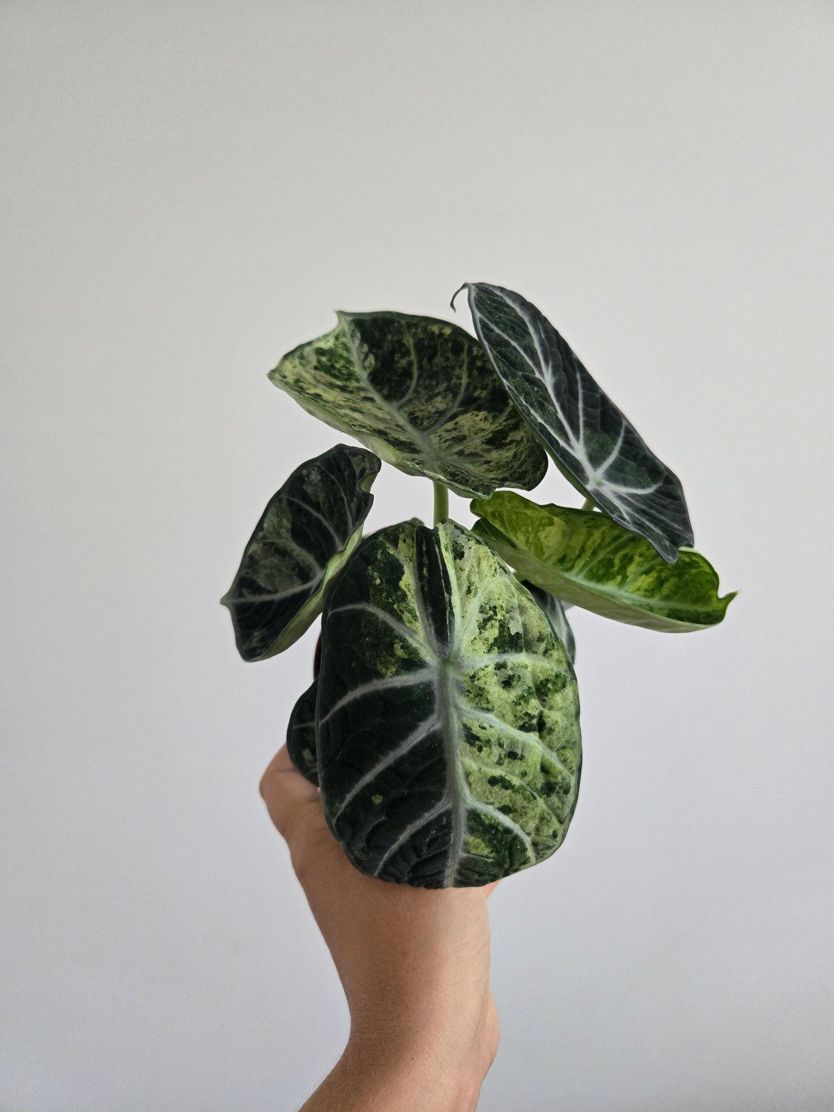 Alocasia Ninja Tricolor