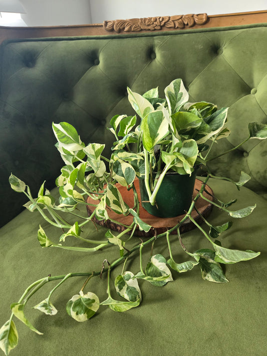 Scindapsus Pearls and Jade