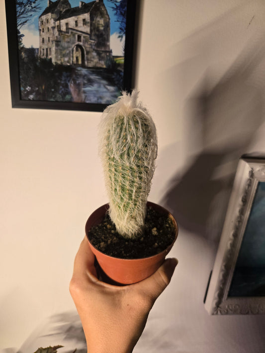 Old Man Cactus