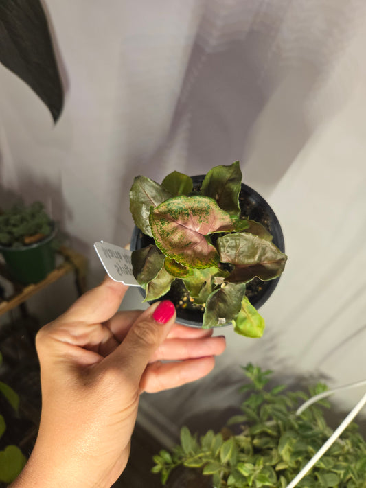 Syngonium Maria