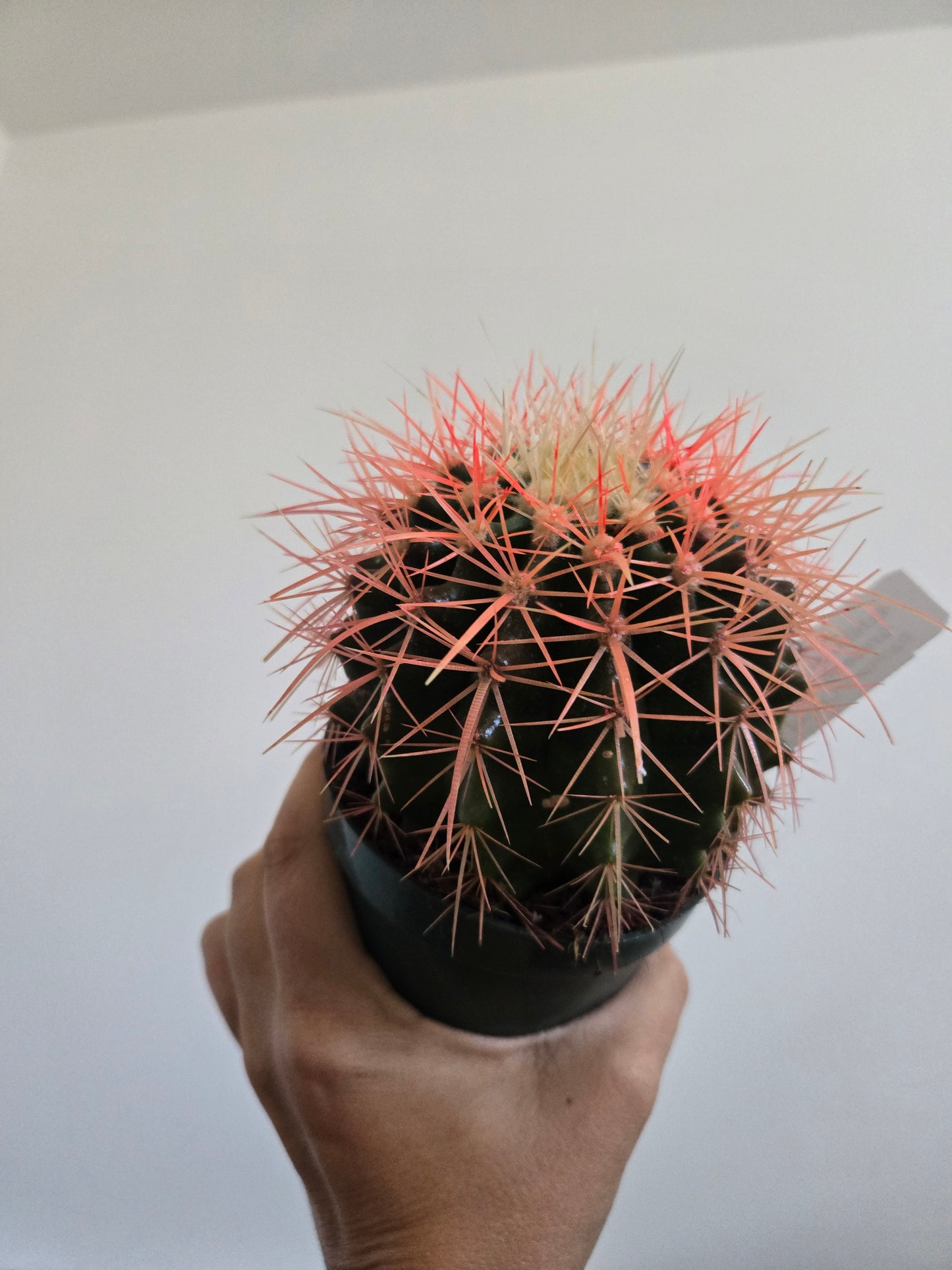 Echinocactus Grusonii