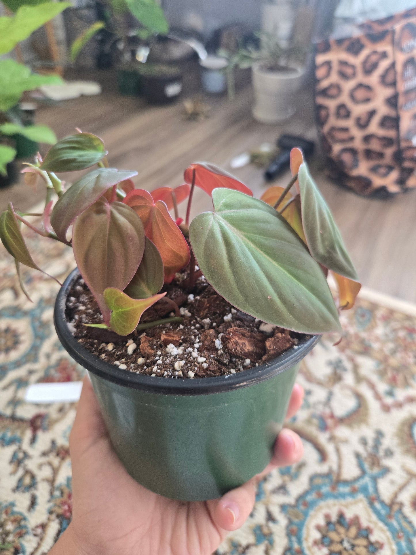 Pink Micans Philodendron