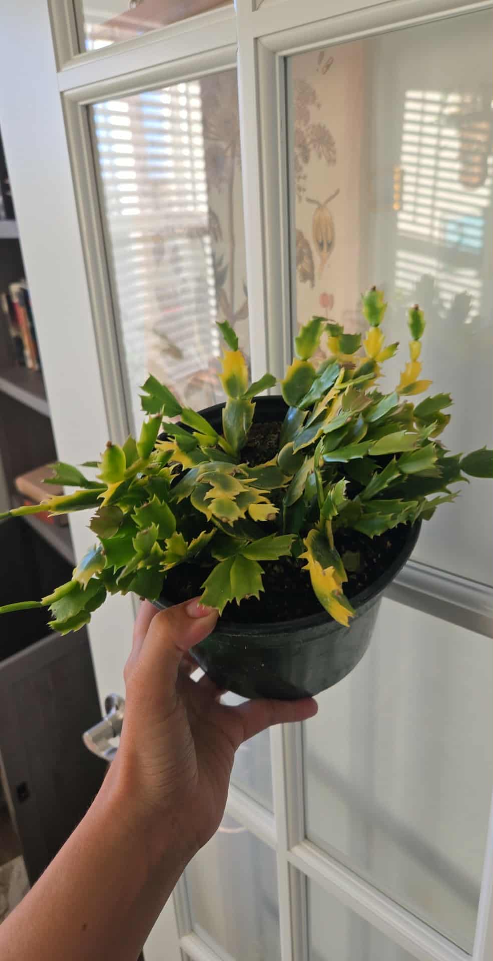 Variegated Christmas Cactus
