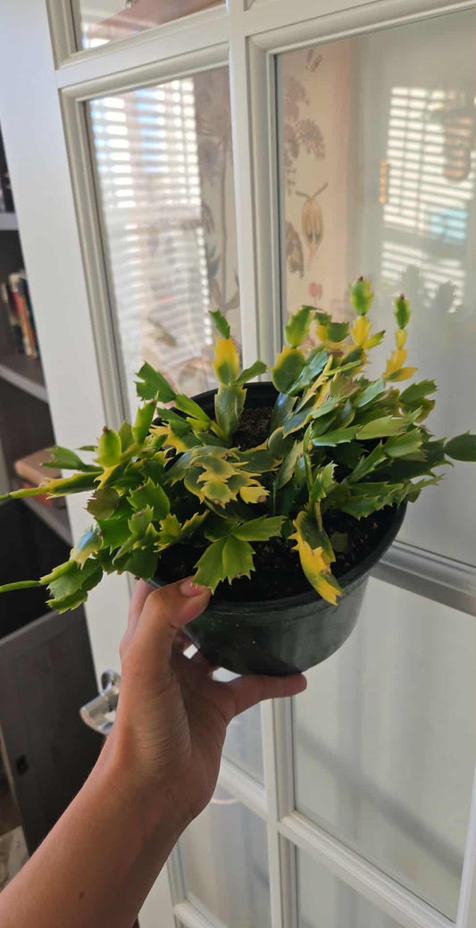 Variegated Christmas Cactus