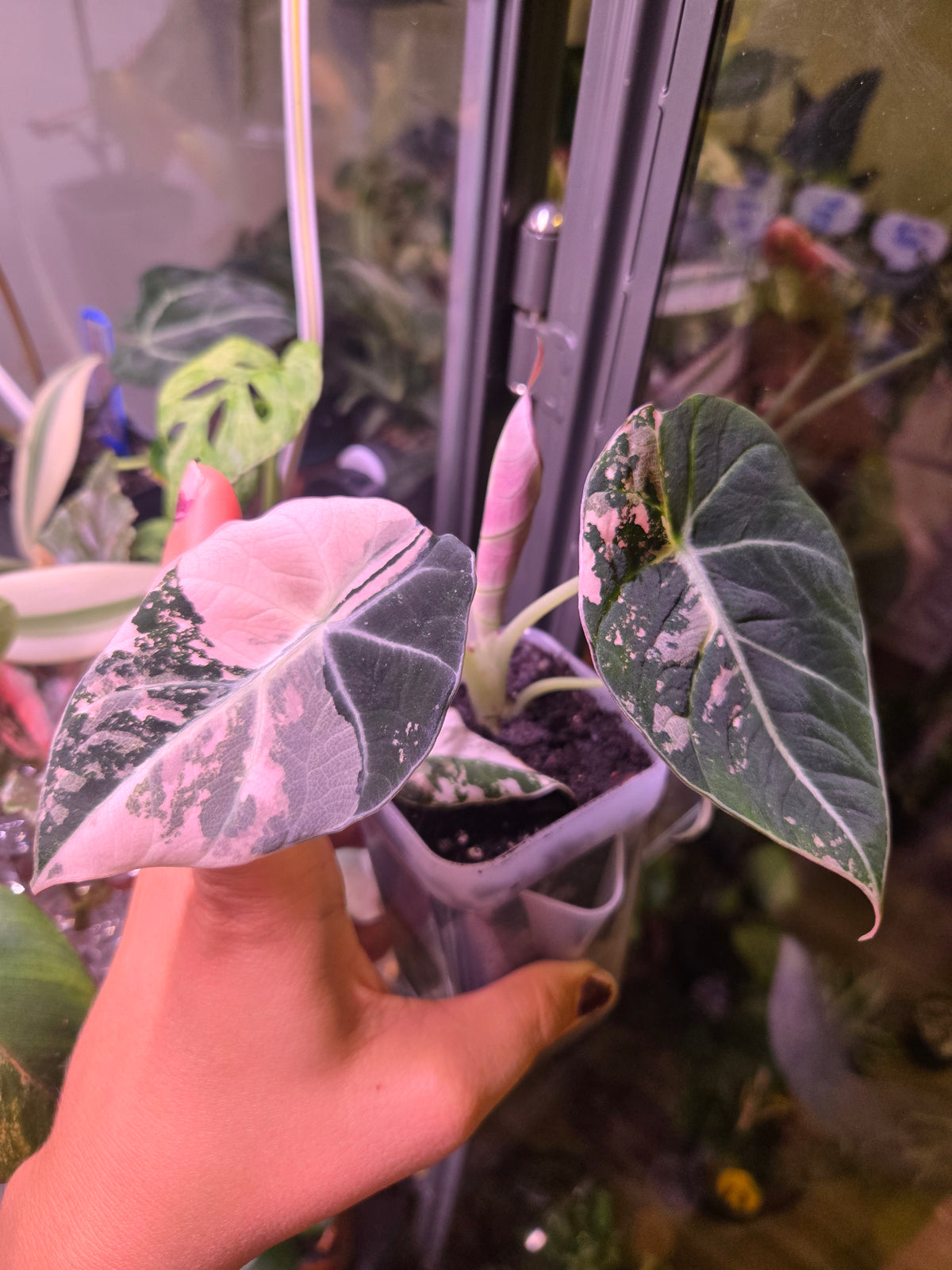 Pink Black Velvet Alocasia