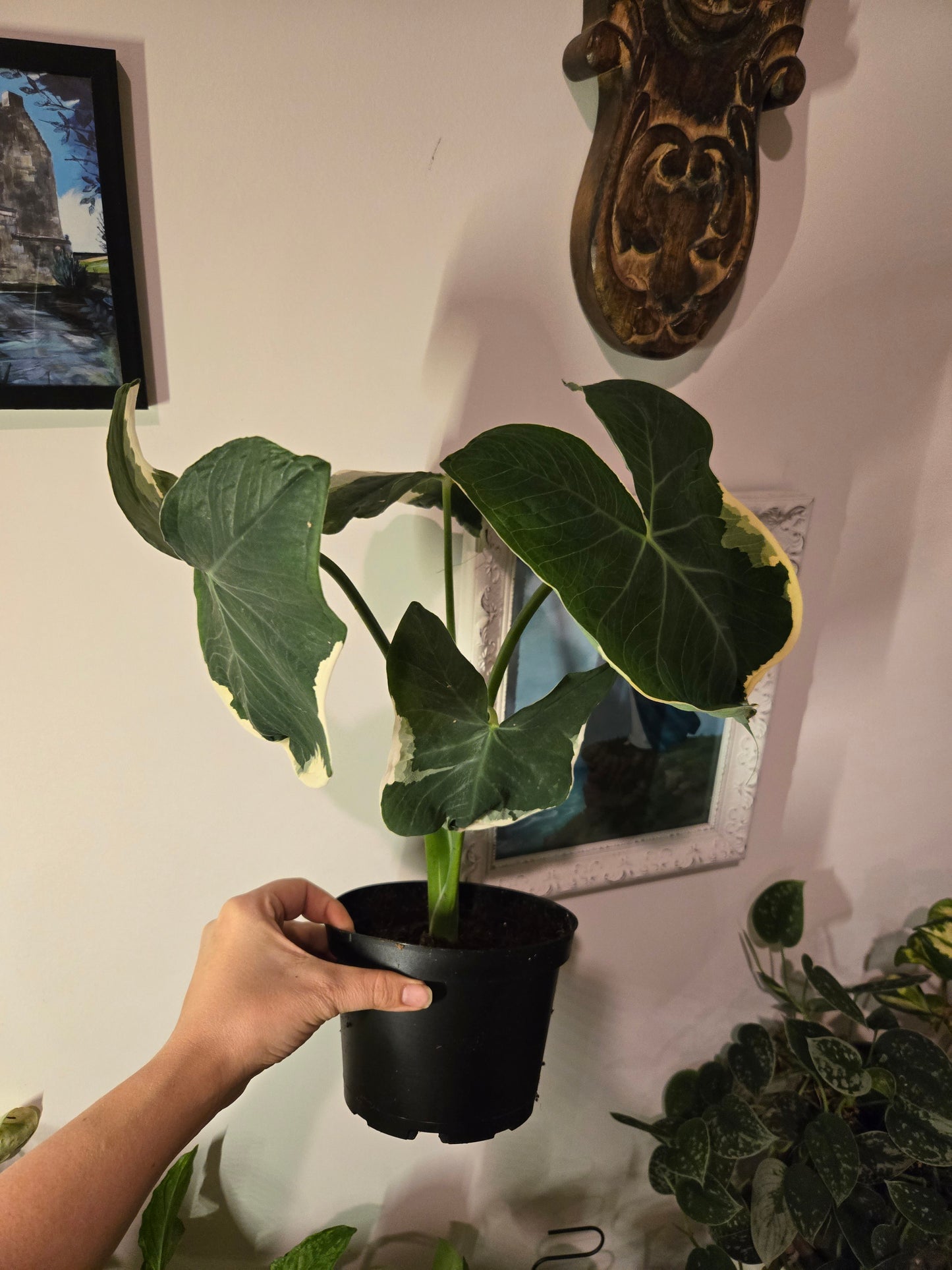 Mickey Mouse Alocasia