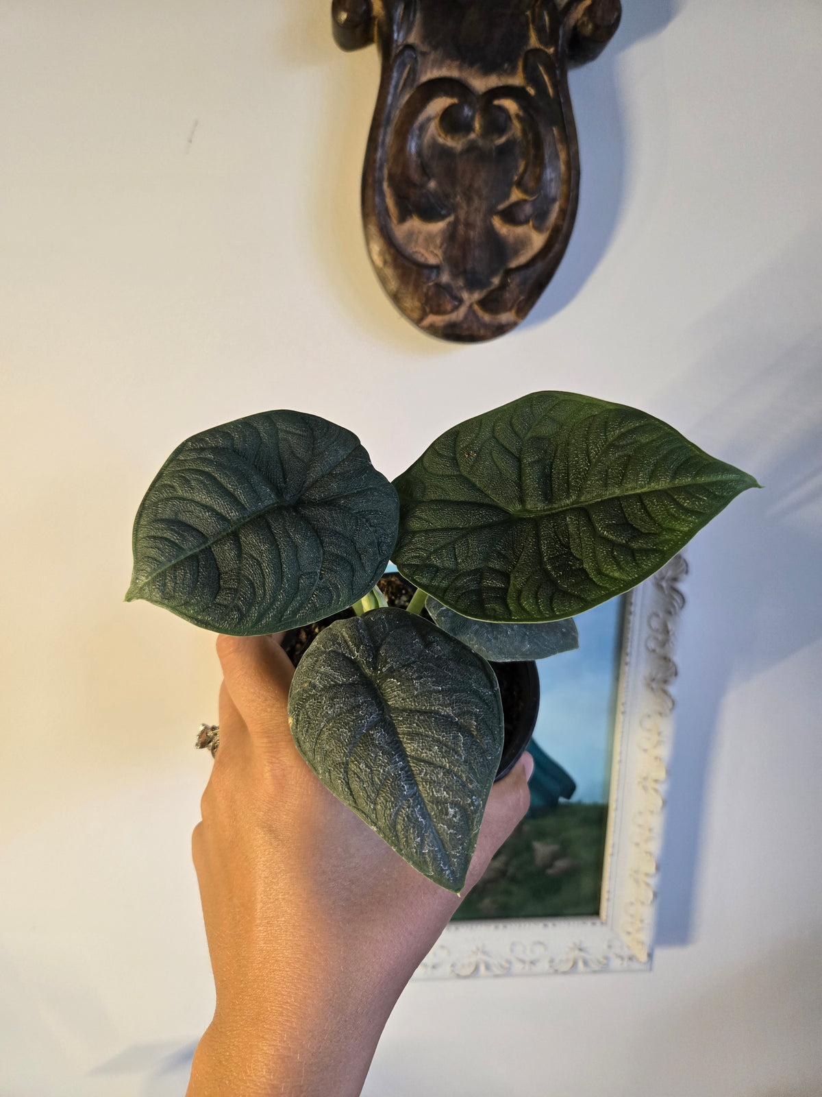 Alocasia Melo