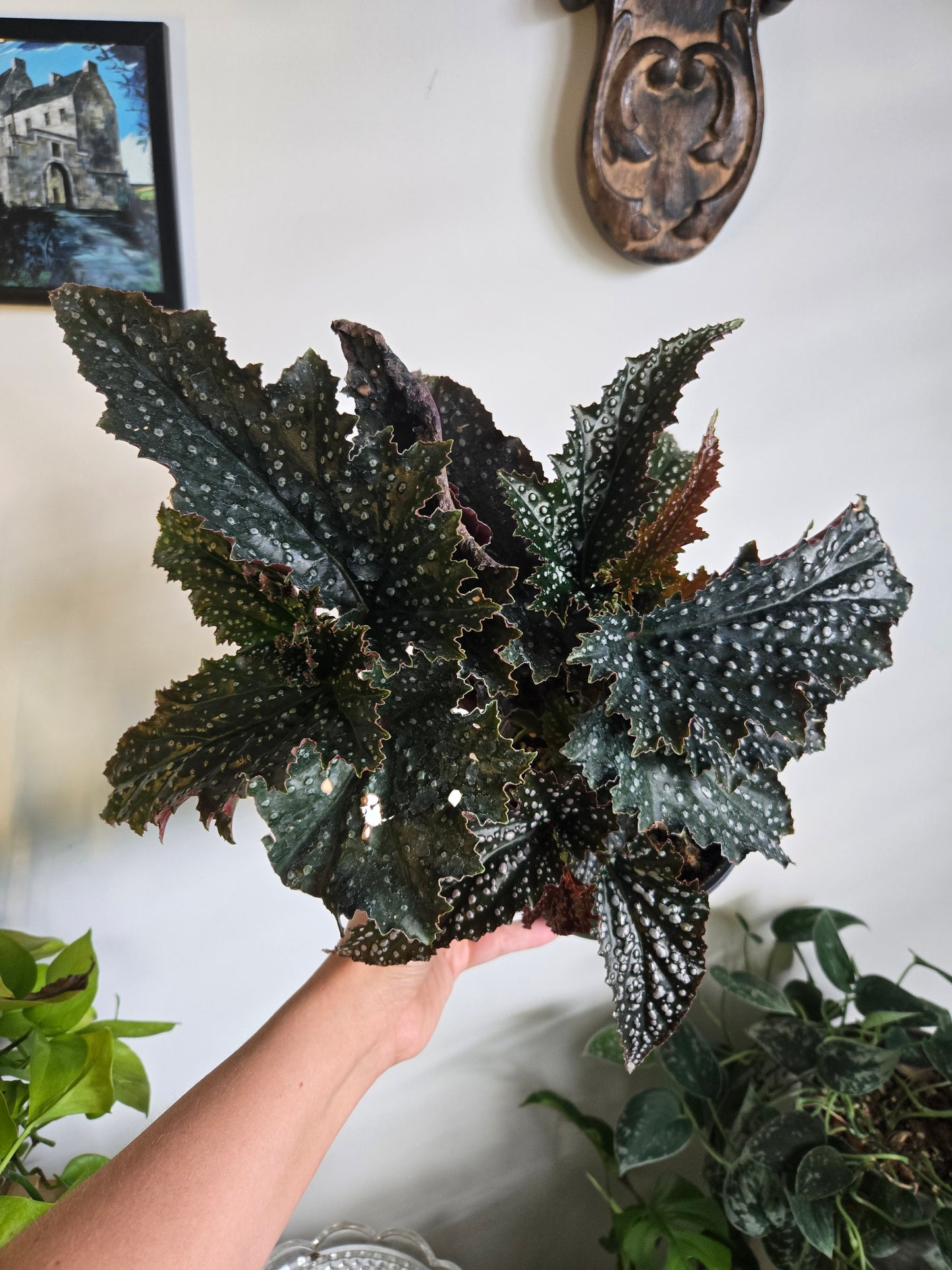 "Fannie Moser" Begonia (Large)