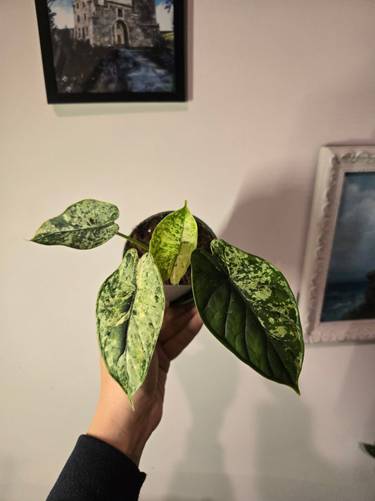 Dragon Scale Mint Alocasia