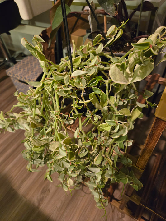 Cupid Hanging Basket
