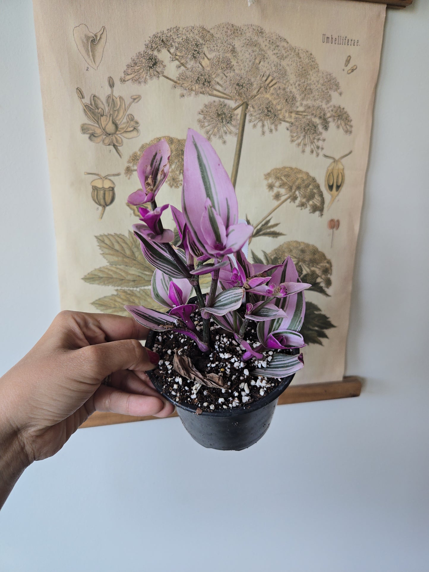 Nanouk Tradescantia