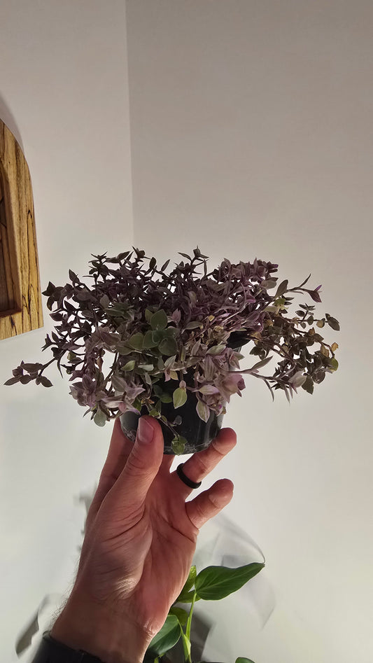 Tradescantia Callisia 'Pink Panther'