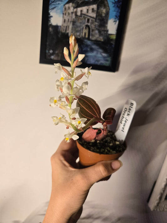 Black Jewel Orchid