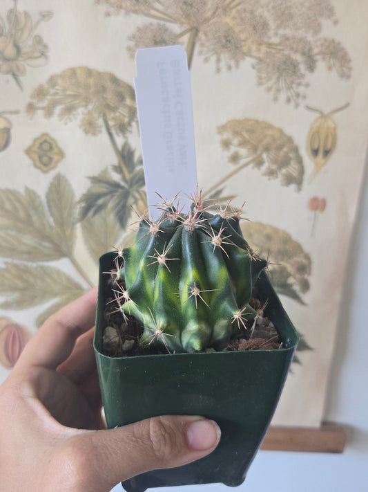 Ferocactus Gracilis Variegated Fire Barrel Cactus