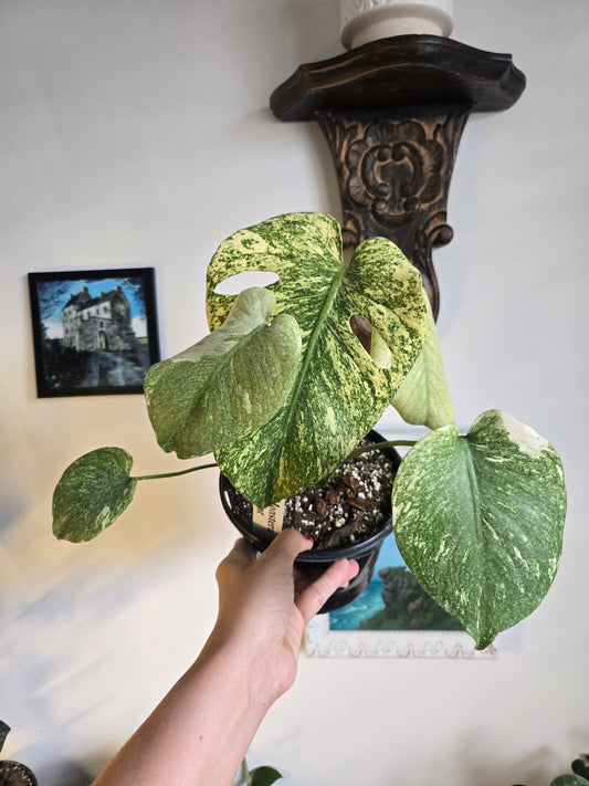 Monstera Mint 6 in