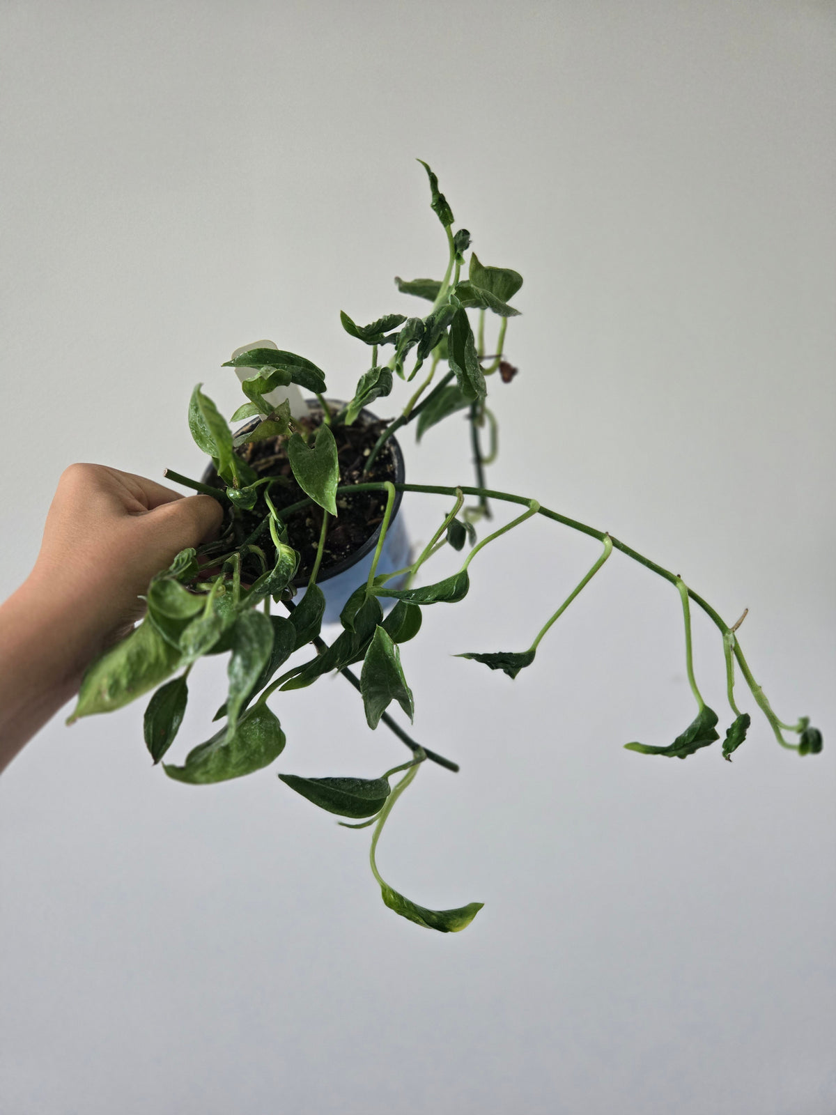 Epipremnum Shangri