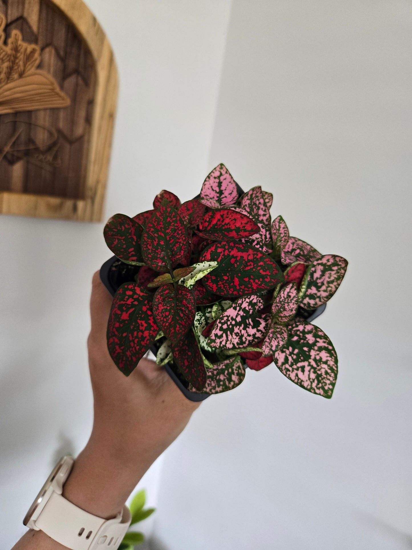 Pink Polka Dot Nerve Plant