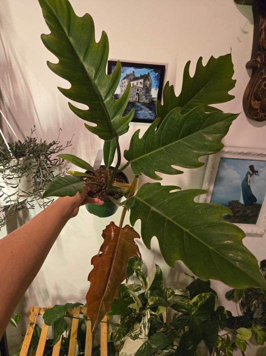 Chocolate Express Philodendron
