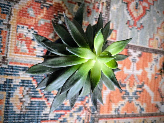 4.5in Succulent