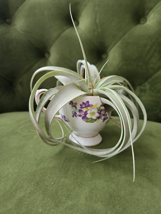 Xerographica Air Plant in Tea Cup