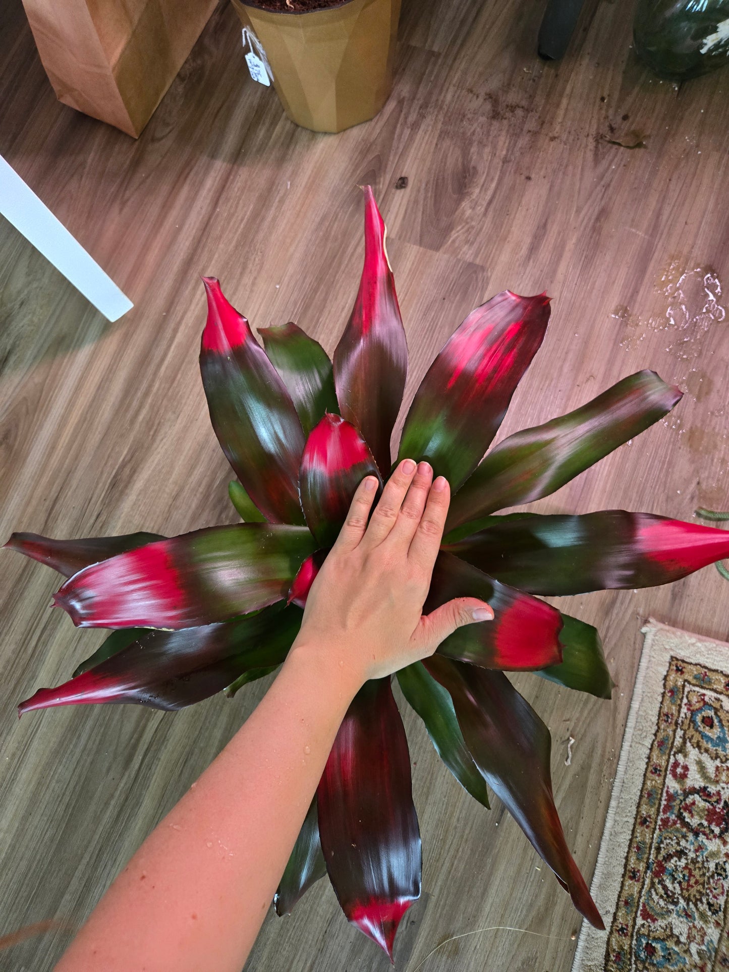 Bromeliad Neoregelia