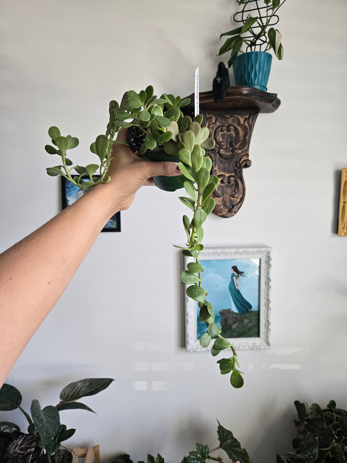 Trailing Jade