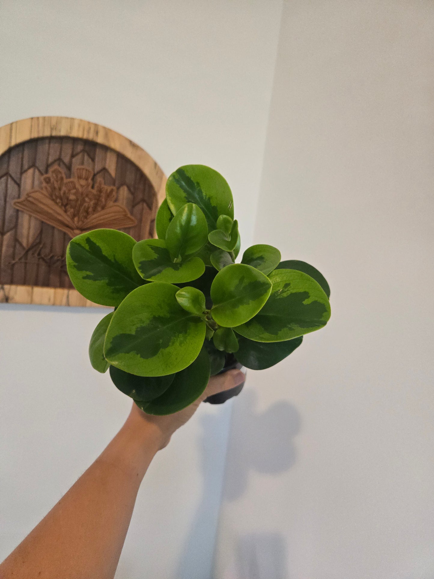 Peperomia Lemon Lime