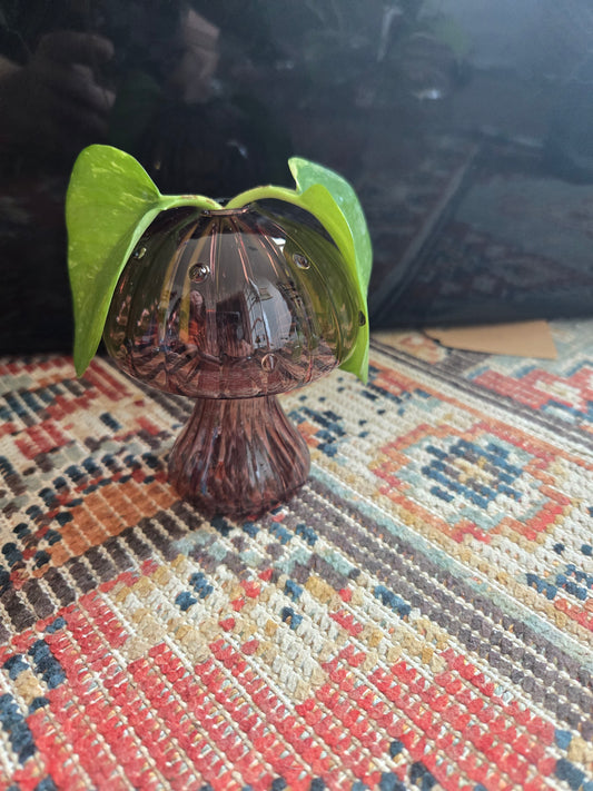 Medium Purple Mini Propagation Mushroom
