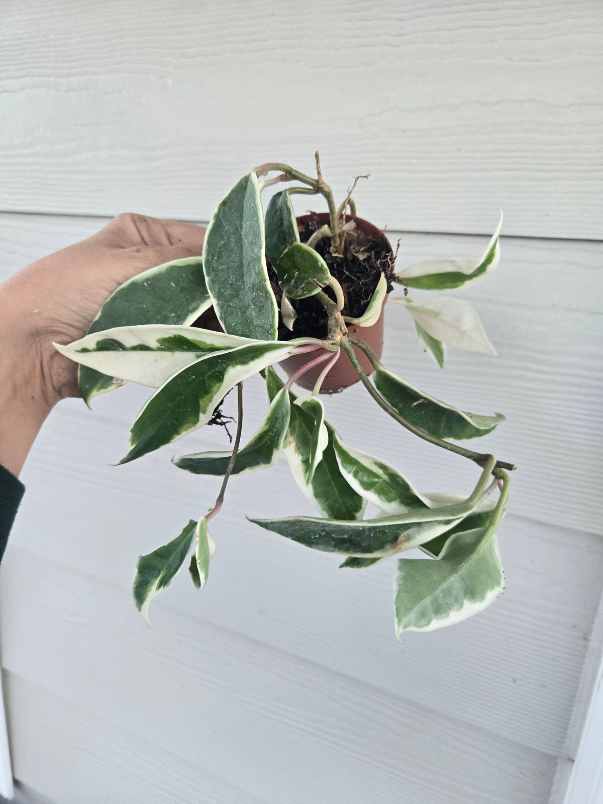 Hoya Krimson Queen