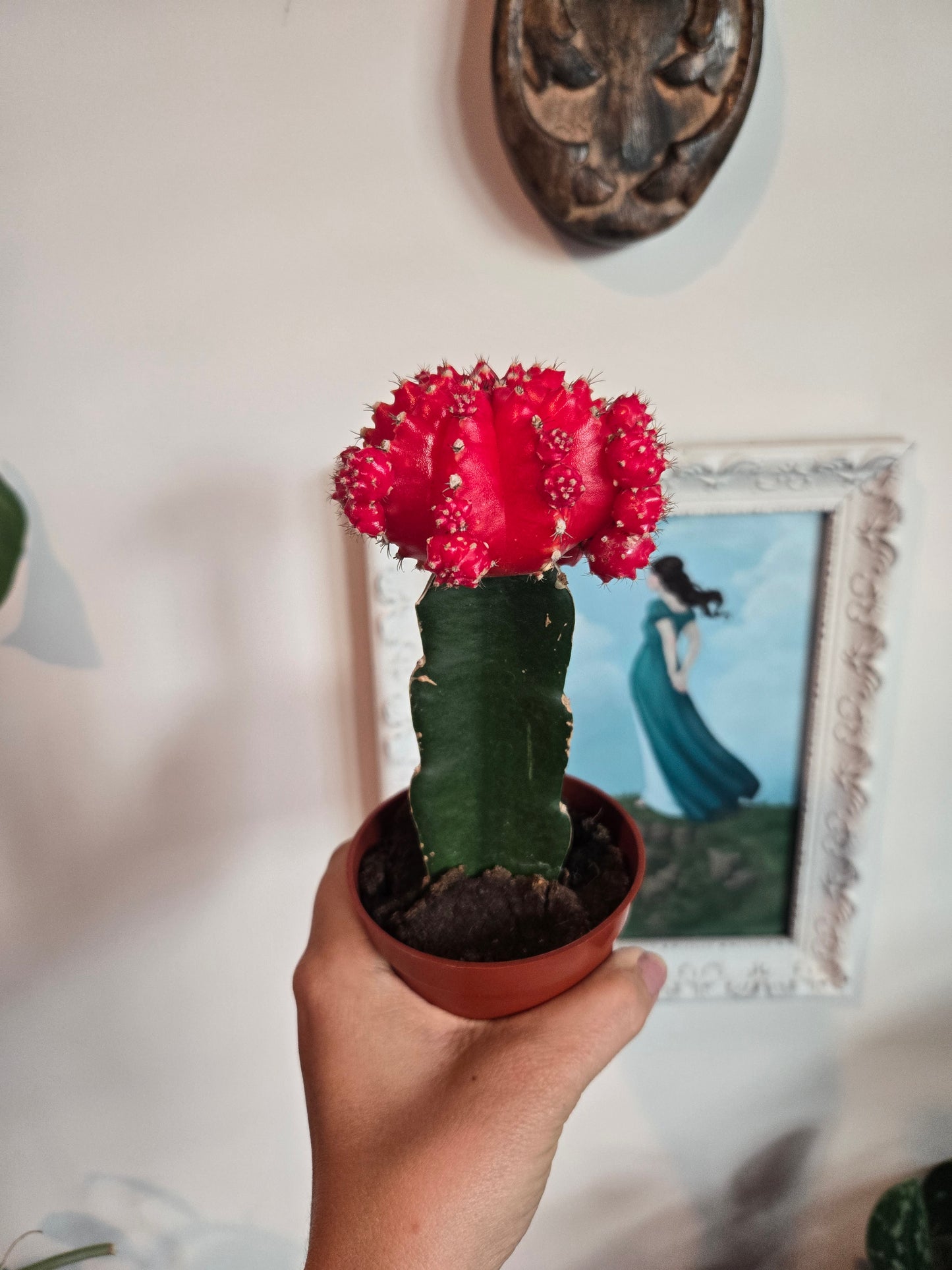 Grafted Cactus Colored