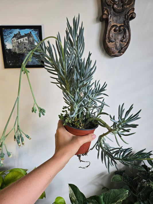 Blue Chalk Sticks Plant