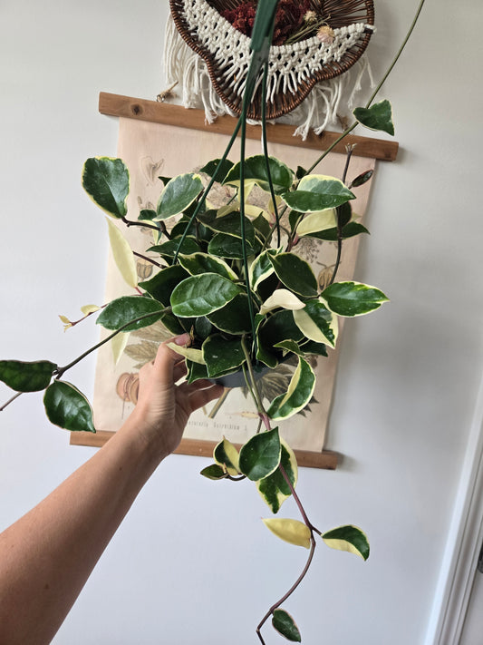 Hoya Crimson Queen Hanging Basket