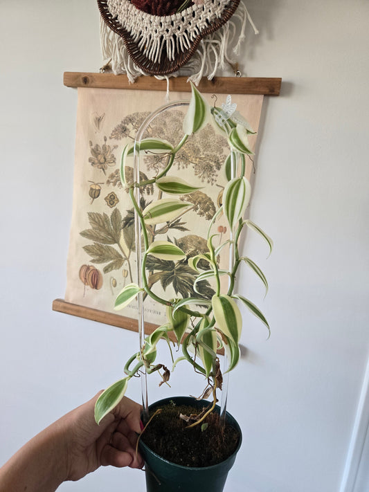 Vanilla Bean Variegated