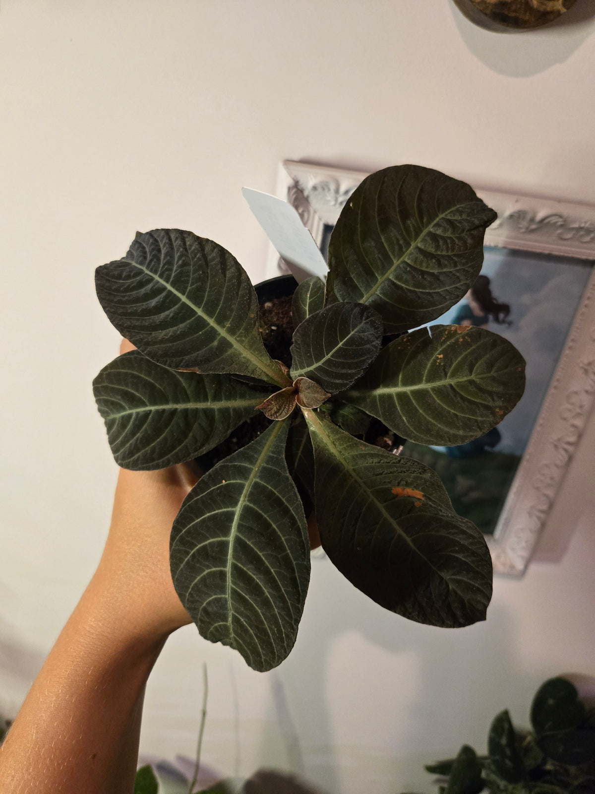 Ardisia Sunrise